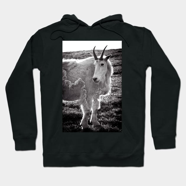 Mountain Goat 2 Hoodie by jonesing